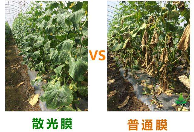 大棚散光剂